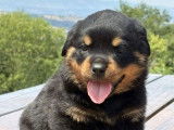 5 chiots Rottweilers LOF disponibles à la réservation