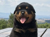 5 chiots Rottweilers LOF disponibles à la réservation