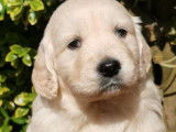 Des chiots Golden Retrievers LOF à acheter
