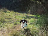 À vendre 2 chiots Springers Anglais bicolores (LOF)