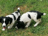 À vendre 2 chiots Springers Anglais bicolores (LOF)
