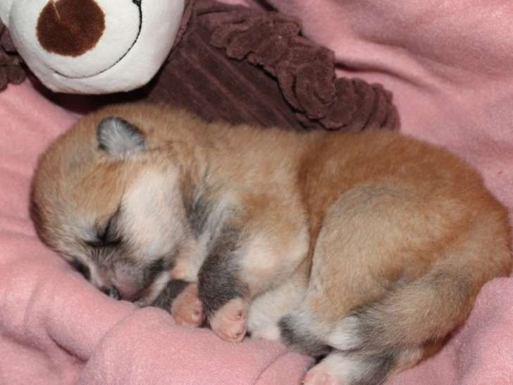 3 chiots Akita Inu mâles au pelage roux à réserver (LOF)