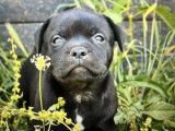À réserver un chiot mâle Staffordshire Bull Terrier de couleur noire (LOF)