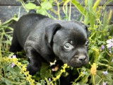 À réserver un chiot mâle Staffordshire Bull Terrier de couleur noire (LOF)