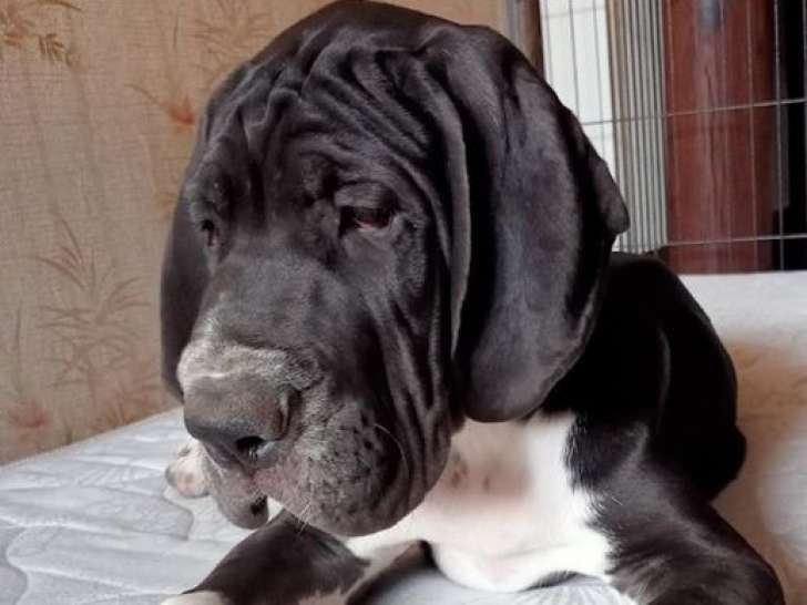 À vendre un chiot mâle Dogue Allemand de couleur noire (LOF)