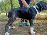 À vendre un chiot mâle Dogue Allemand de couleur noire (LOF)