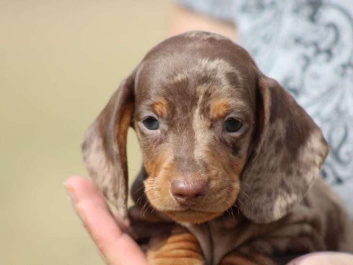 Un chiot mâle Teckel à Poil Ras arlequin à réserver (LOF)