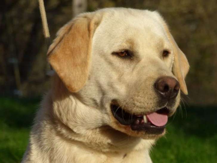 À acheter une chienne Labrador Retriever sable de 6 ans (LOF)