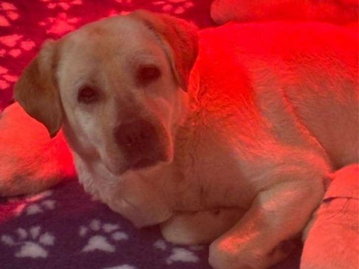 Une chienne Labrador Retriever LOF de 6 ans disponible à la vente