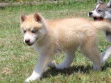 6 chiots Husky de Sibérie à vendre (LOF)