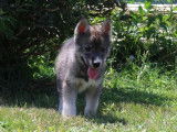 6 chiots Husky de Sibérie à vendre (LOF)