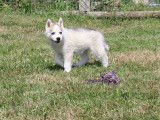 6 chiots Husky de Sibérie à vendre (LOF)