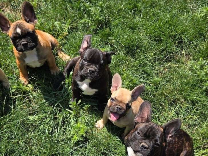 À vendre des chiots mâles Bouledogues Français (LOF)