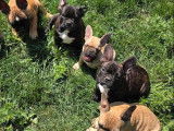 À vendre des chiots mâles Bouledogues Français (LOF)