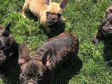 À vendre des chiots mâles Bouledogues Français (LOF)
