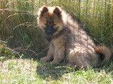 À vendre 5 chiots femelles Eurasiers (LOF)
