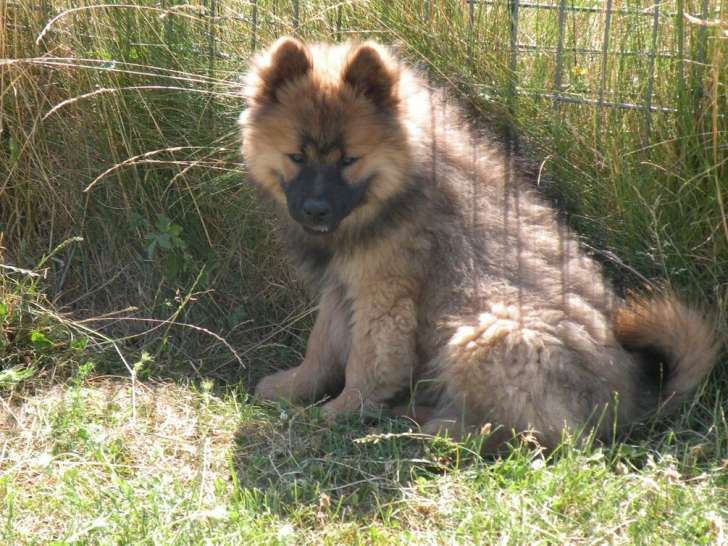 À vendre 5 chiots femelles Eurasiers (LOF)