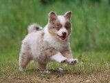 5 chiots Bergers Américains Miniatures LOF à vendre