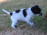 À réserver 5 chiots Setters Anglais LOF