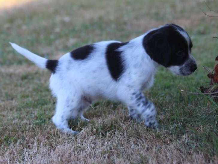 À réserver 5 chiots Setters Anglais LOF