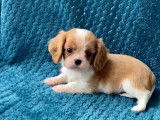 À acheter 1 chiot femelle Cavalier King Charles (LOF)