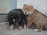 Chiots Shiba Inu LOF disponibles à la réservation