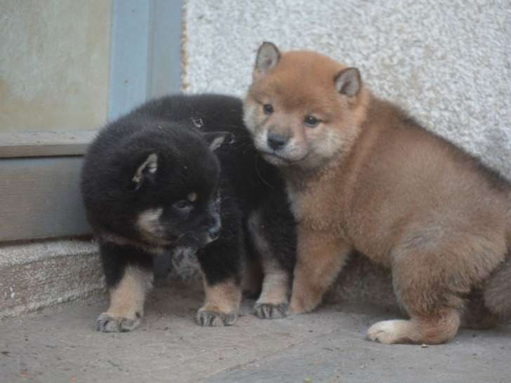 Chiots Shiba Inu LOF disponibles à la réservation
