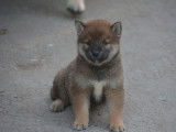Chiots Shiba Inu LOF disponibles à la réservation