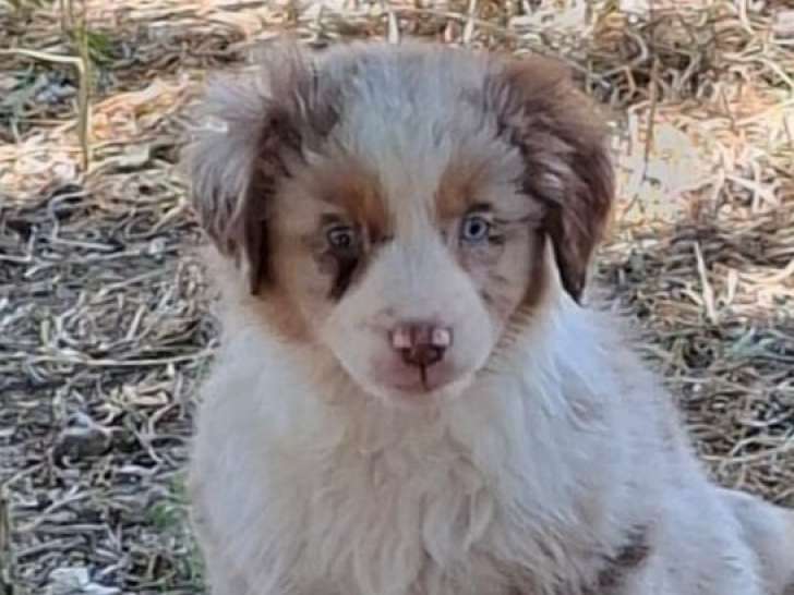 Un chiot mâle Berger Américain Miniature disponible à la réservation (LOF)