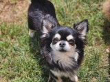 Une chienne Chihuahua LOF de 5 ans disponible à la vente