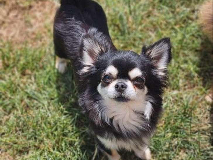 Une chienne Chihuahua LOF de 5 ans disponible à la vente