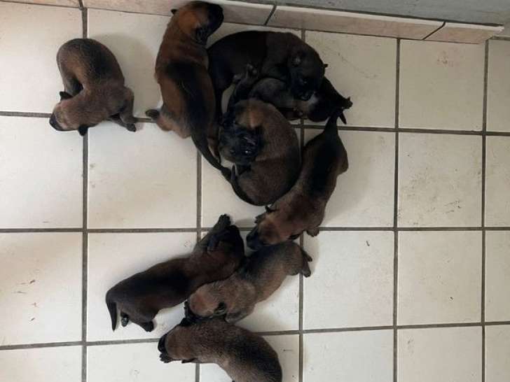 6 chiots Bergers Belges Malinois LOF à réserver