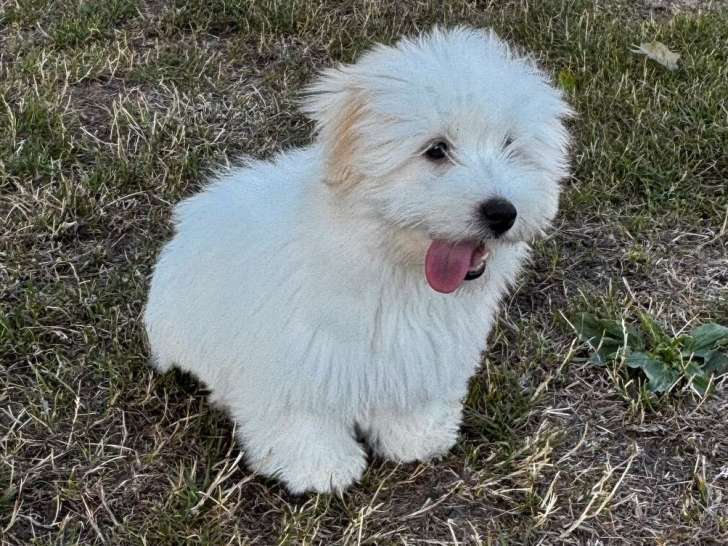 Des chiots Coton de Tuléar LOF à vendre
