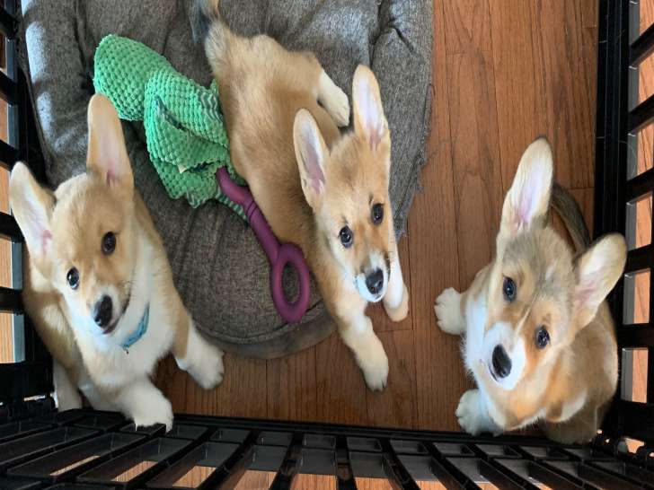 Chiots Corgi Pembroke à vendre