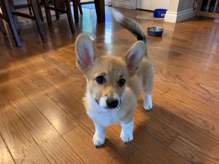 Chiots Corgi Pembroke à vendre