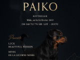 Mâle Rottweiller LOF avec des origines prestigieuses disponible pour saillie