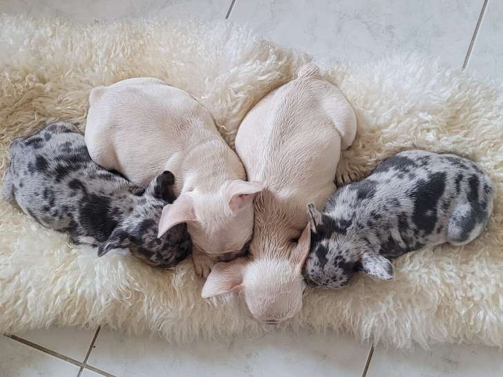 Chiots Bouledogue Français à vendre