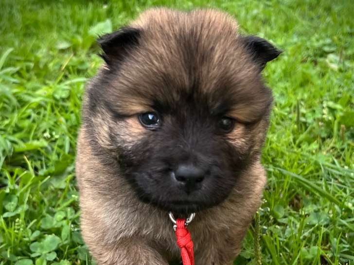 Chiots Eurasier à vendre