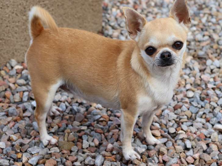Magnifique chienne adulte Chihuahua LOF à vendre