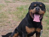 Sniper, Rottweiler de 4 ans à adopter