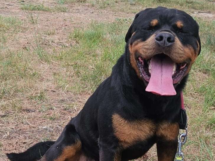 Sniper, Rottweiler de 4 ans à adopter