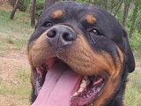 Sniper, Rottweiler de 4 ans à adopter