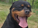 Sniper, Rottweiler de 4 ans à adopter