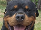 Sniper, Rottweiler de 4 ans à adopter