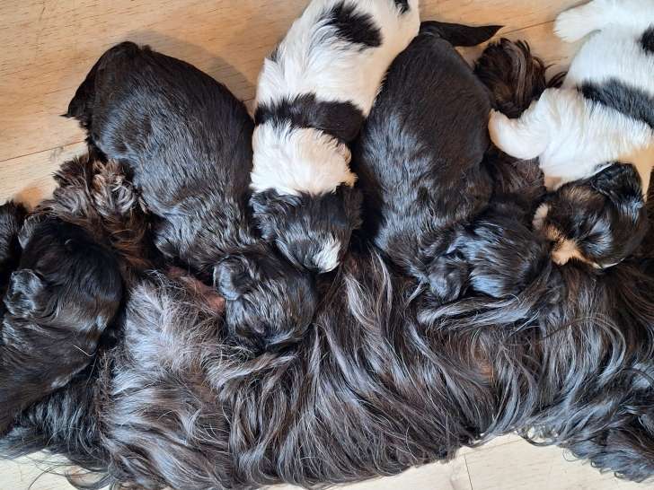 Chiots Bichons Havanais havana brown noir et blanc à réserver