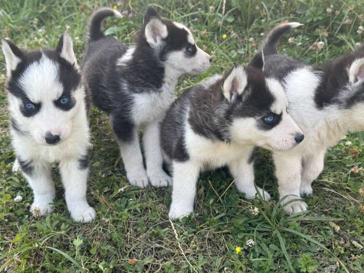 Chiots Husky Siberien à vendre