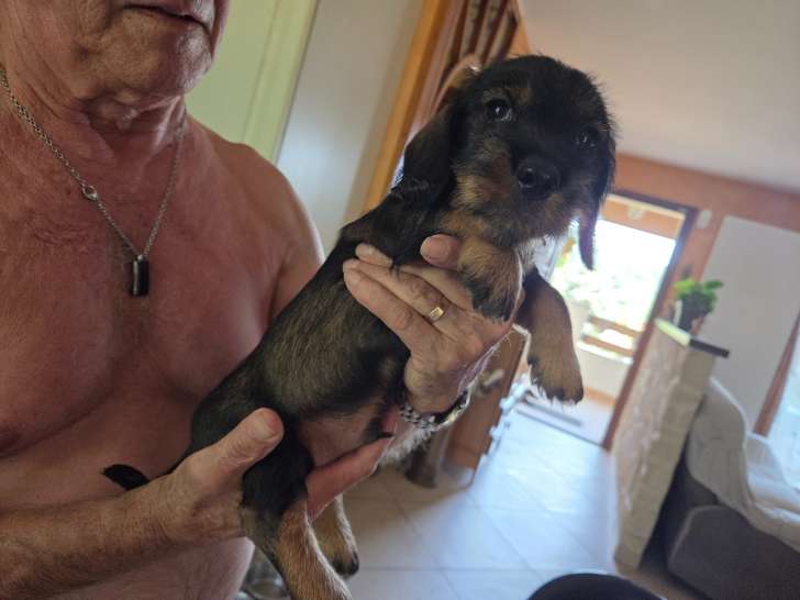 Chiot de race Teckel à vendre
