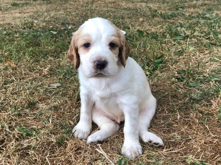Chiots Setter Anglais LOF à vendre