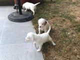 Chiots Setter Anglais LOF à vendre