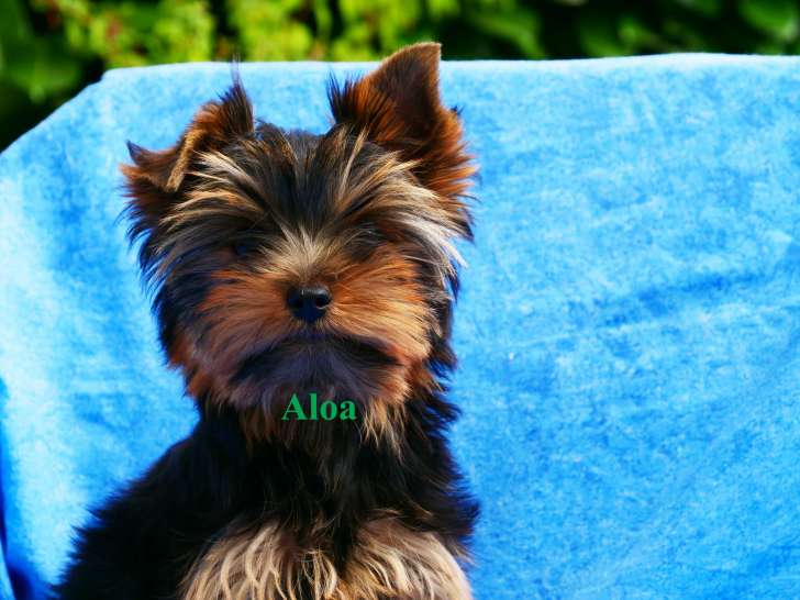Adorable chiot femelle de type Yorkshire à vendre